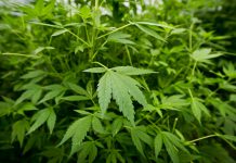 Appartement Boekhorststraat gesloten na vondst hennepkwekerij