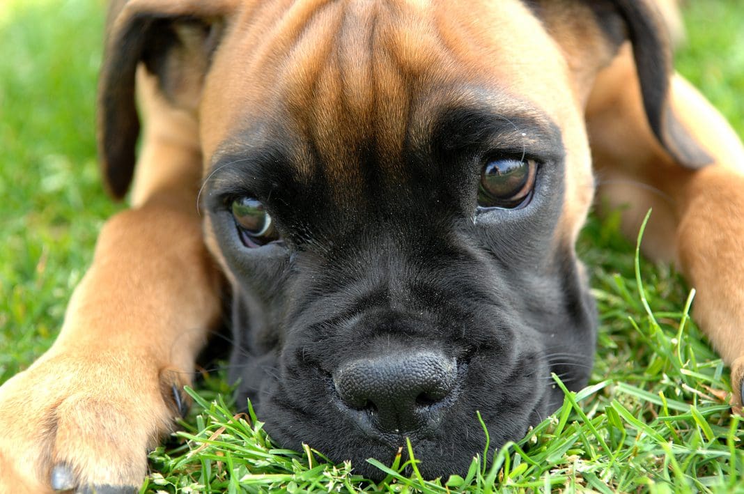 hond