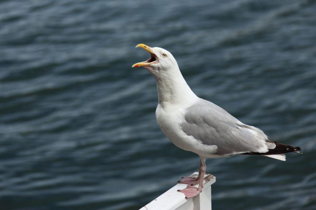 Schreeuwende Meeuw