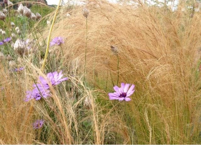 Festina Lente Tuin