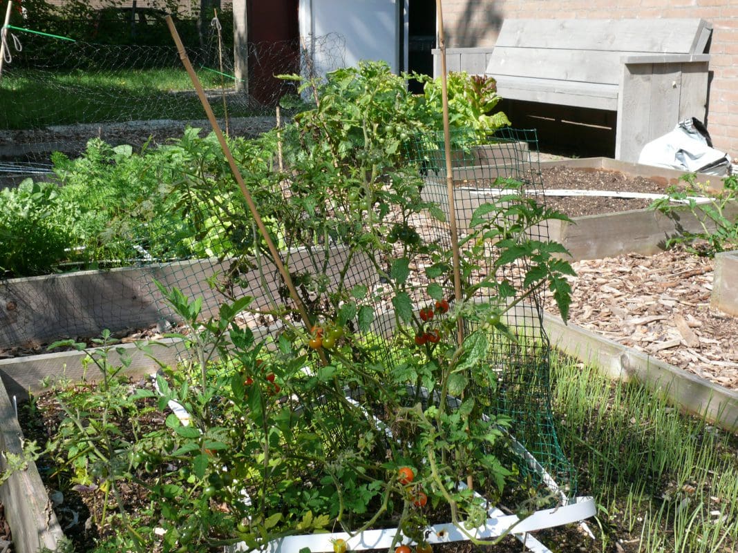 moestuin