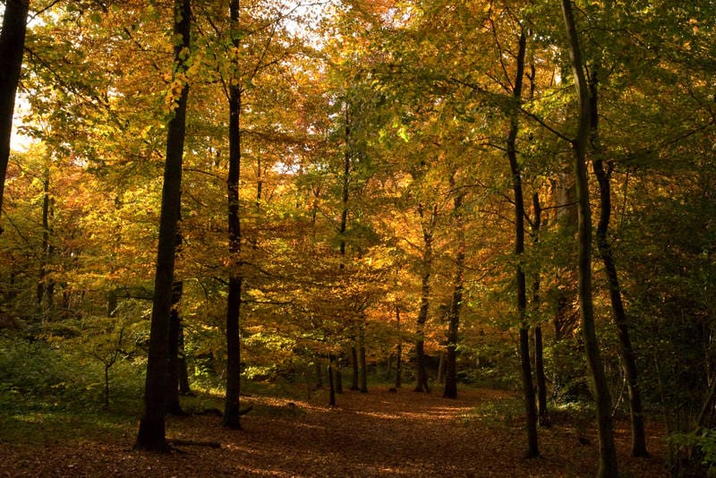 bomen