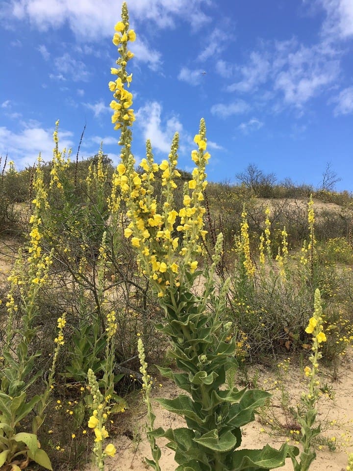 Excursie Berkheide in juli 2019