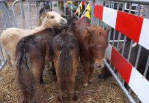 Streep door Paardenmarkt 2021