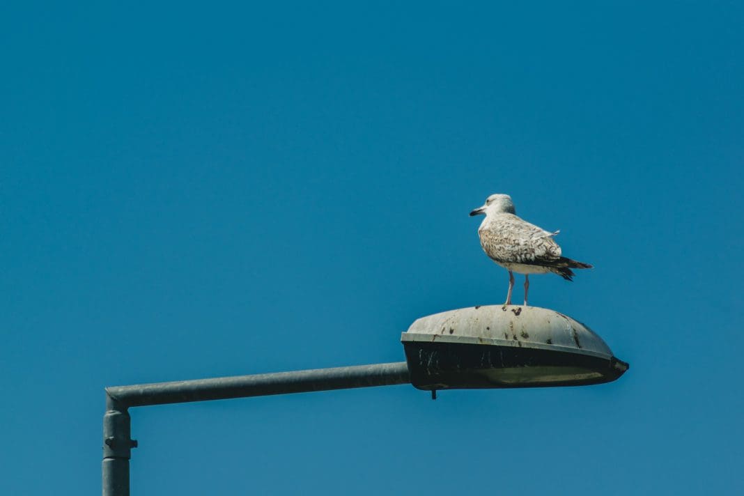 gull-3017751_1920