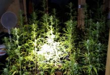 Politie rolt hennepkwekerij in Rijnsburg op