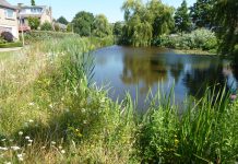 Rijnland stimuleert aanleg van natuurvriendelijke oevers met subsidie