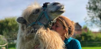 Tamar Valkenier reist met een kameel door Nederland