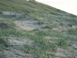 Duin- en Bollenstreek krijgt Vierdaagse