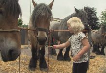 Paardenmarkt Rijnsburg 2022