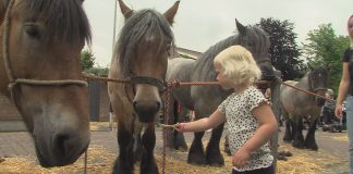 Paardenmarkt Rijnsburg 2022