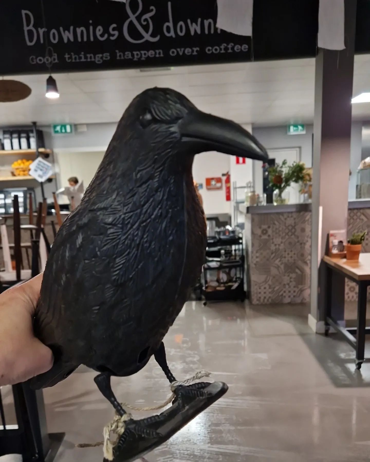 UPDATE Meeuwenverschrikker Brownies en Downies weer terug RTV Katwijk