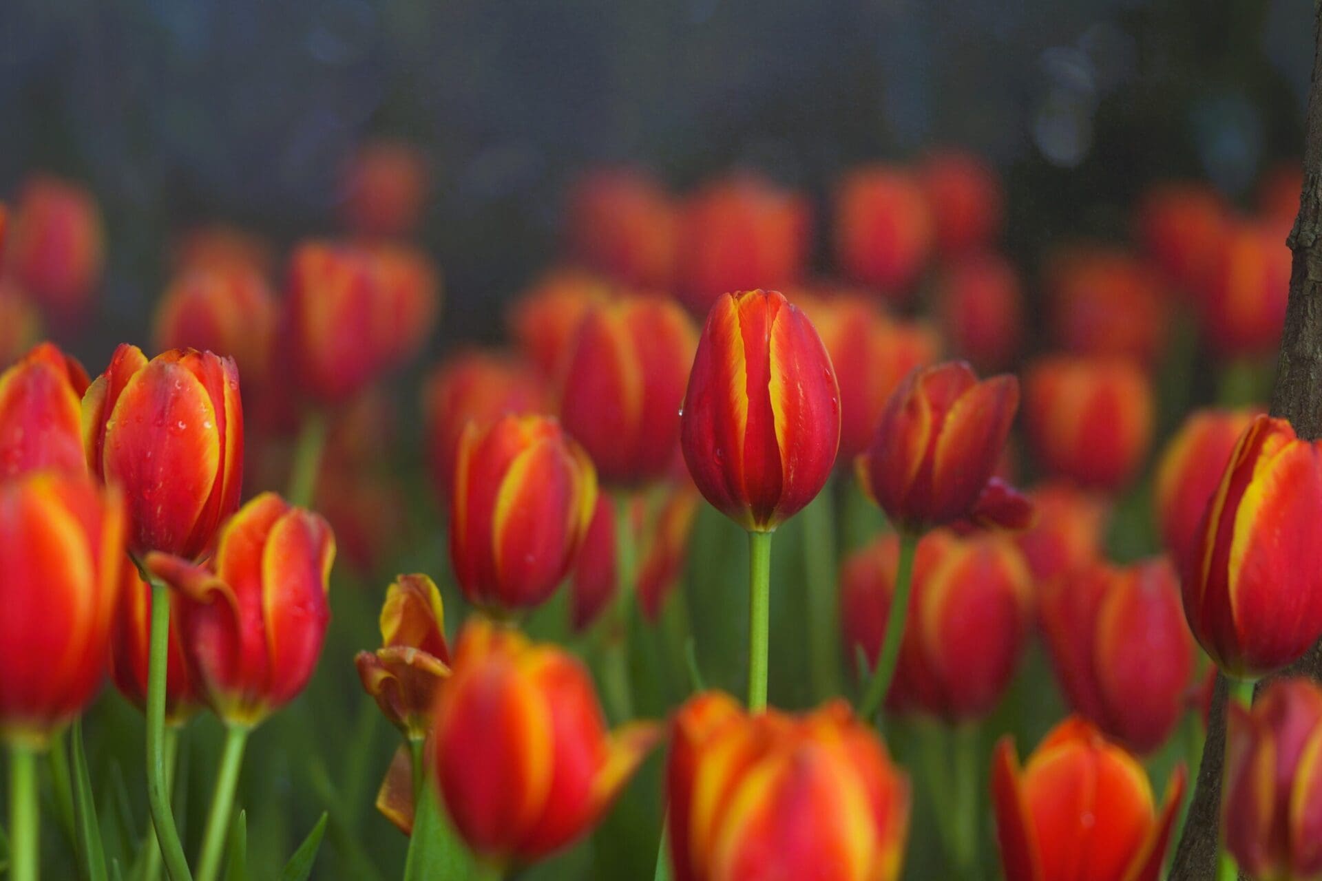 Tulpen EIGENDOM RTV