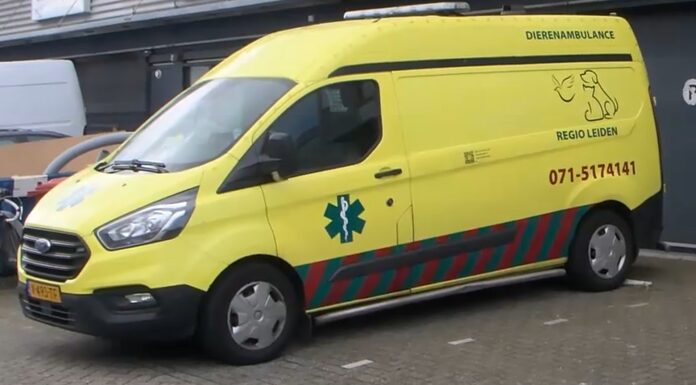 Mogelijke vogelgriepuitbraak onder parkganzen