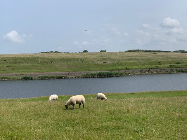Limesproject vraagt om meer visie en realiteitszin