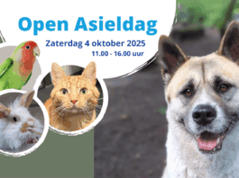 Kom Dierendag vieren bij Stevenshage: Open Asieldag met bomvol programma