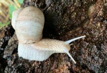 Help het Heerenschoolbos overleven