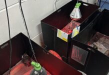 Met olie besmeurde zeevogels ook hier aangetroffen