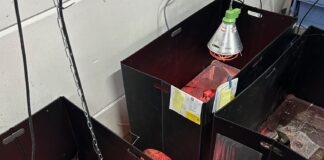 Met olie besmeurde zeevogels ook hier aangetroffen