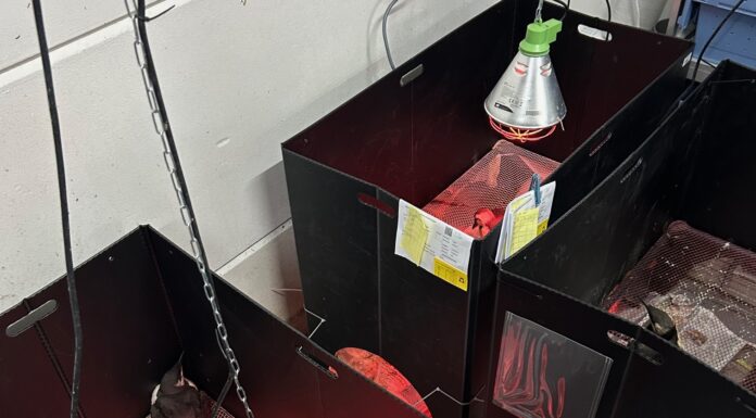 Met olie besmeurde zeevogels ook hier aangetroffen