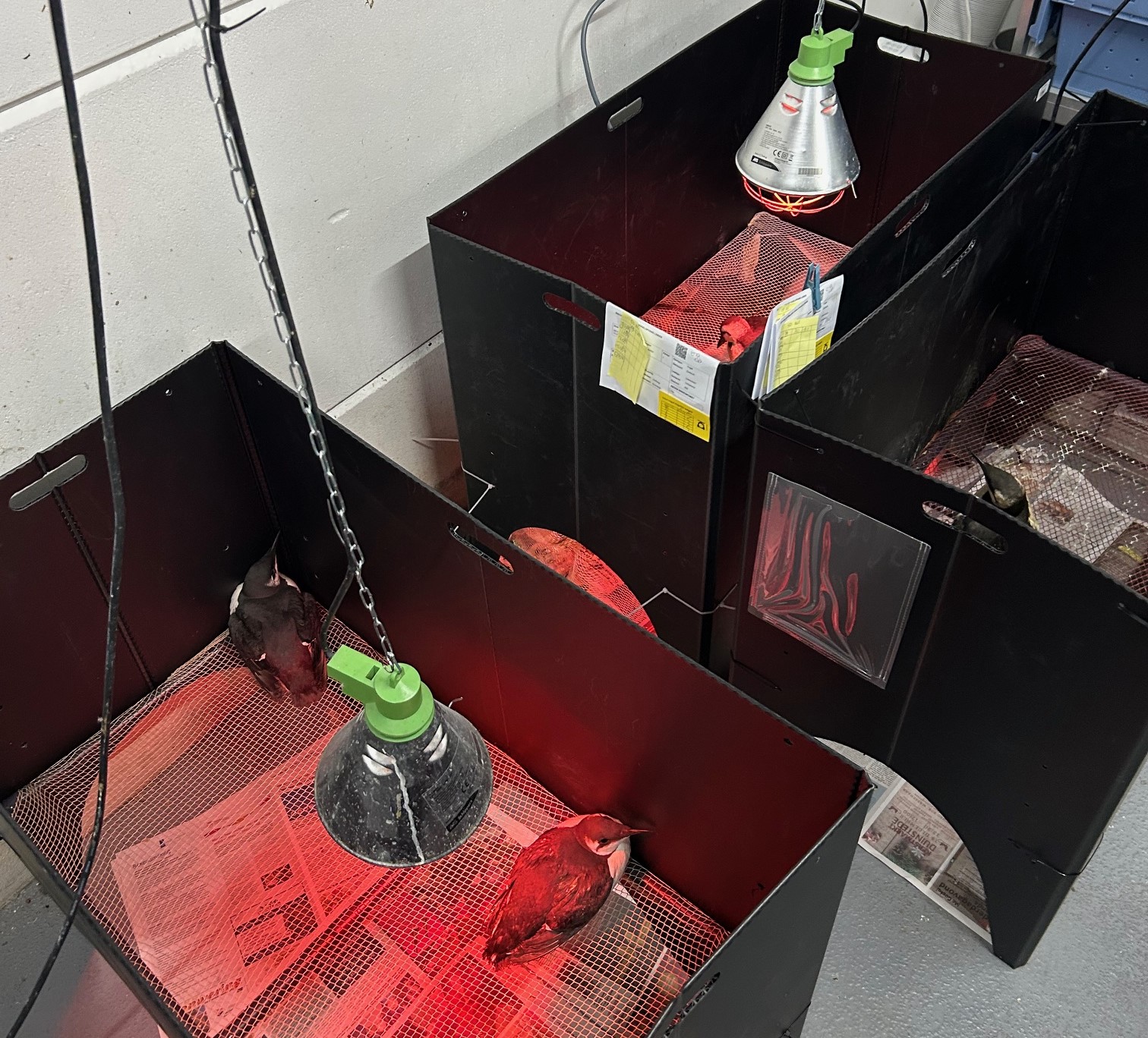 Met olie besmeurde zeevogels ook hier aangetroffen