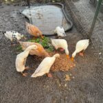 Blije beesten met bierbostel in de Katwijkse Duinvallei