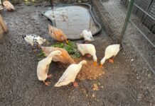 Blije beesten met bierbostel in de Katwijkse Duinvallei