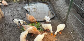 Blije beesten met bierbostel in de Katwijkse Duinvallei