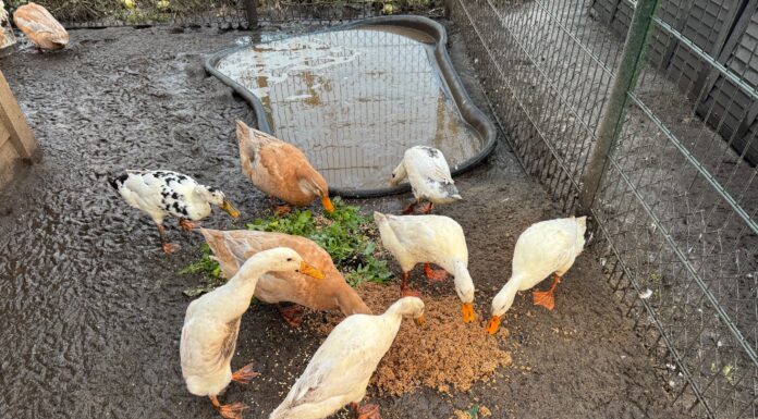 Blije beesten met bierbostel in de Katwijkse Duinvallei