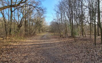 VVD baalt: Geen verlaging hondenbelasting