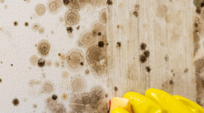 GGD start campagne tegen schimmel in huis