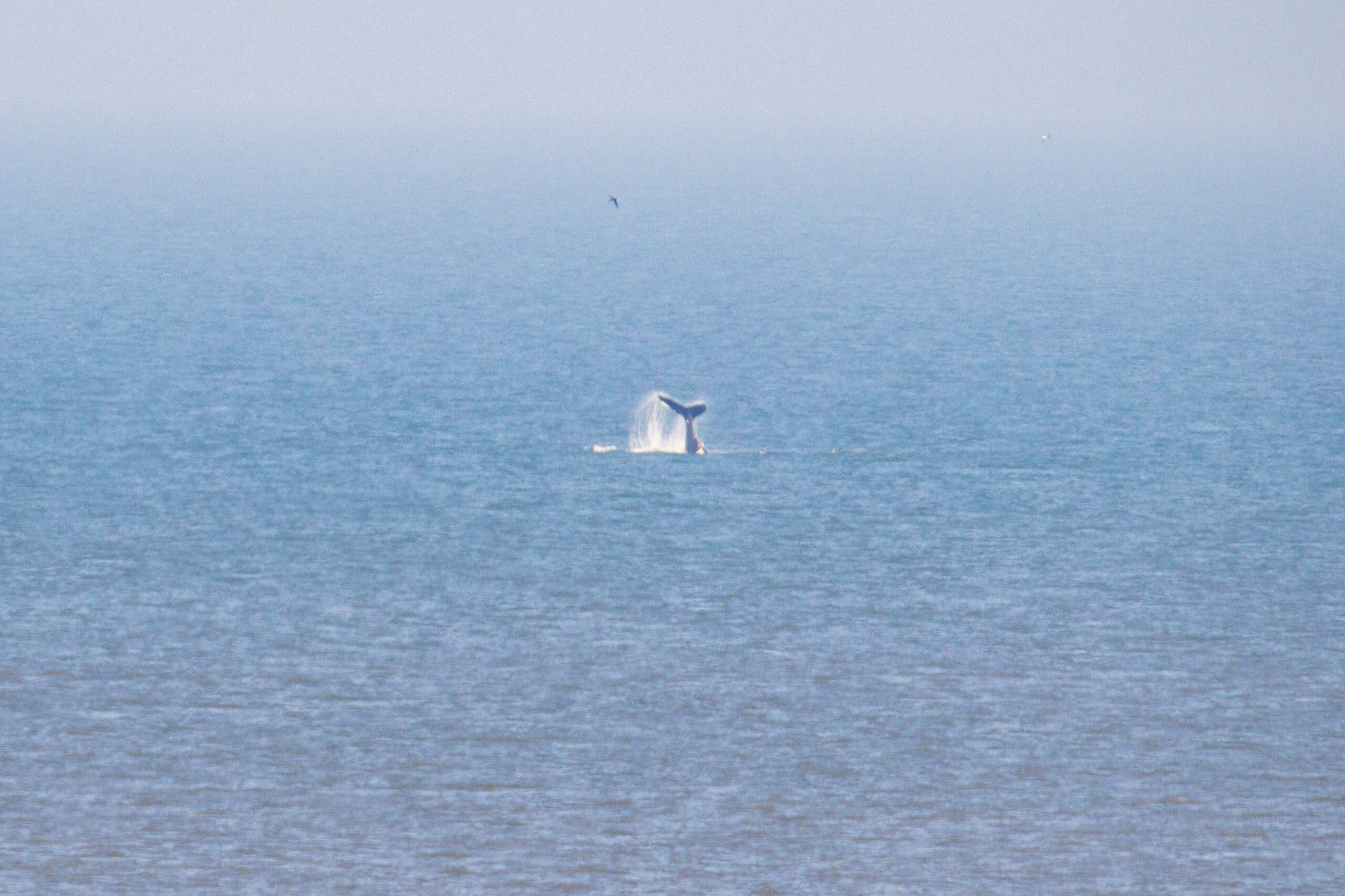 [Video] Bultrug te zien voor de kust van Katwijk