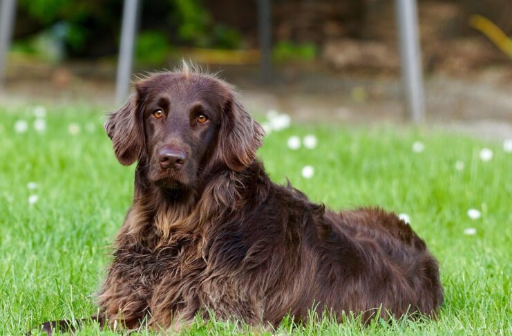 Katwijk heeft opnieuw hoogste hondenbelasting van Nederland
