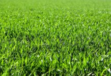 Katwijk gaat op bepaalde plekken toch méér maaien: ‘Verbetert verkeersveiligheid’