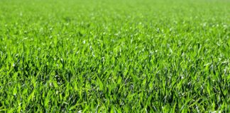 Katwijk gaat op bepaalde plekken toch méér maaien: ‘Verbetert verkeersveiligheid’