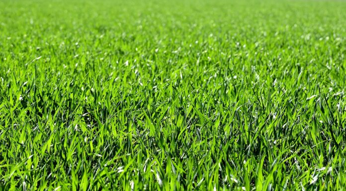 Katwijk gaat op bepaalde plekken toch méér maaien: ‘Verbetert verkeersveiligheid’