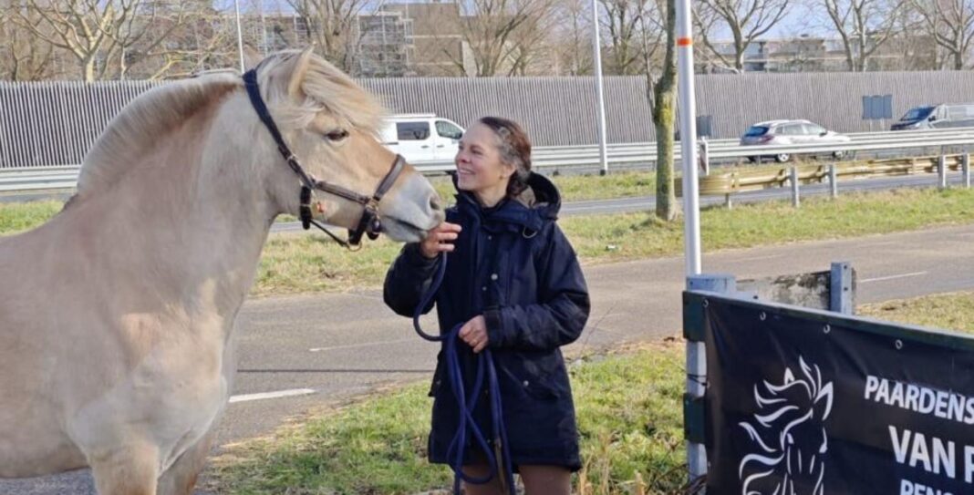 021926 paard