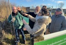 Eigenaren van Katwijkse fruitbomen krijgen lesje snoeien