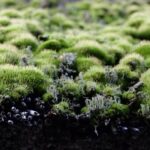 B&W: meer aanvragen voor subsidie groen dak of geveltuin