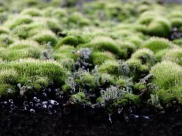 B&W: meer aanvragen voor subsidie groen dak of geveltuin