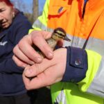 Reddingsactie voor baby-eendjes na aanrijding op N206 tussen Noordwijk en Katwijk