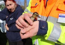 Reddingsactie voor baby-eendjes na aanrijding op N206 tussen Noordwijk en Katwijk