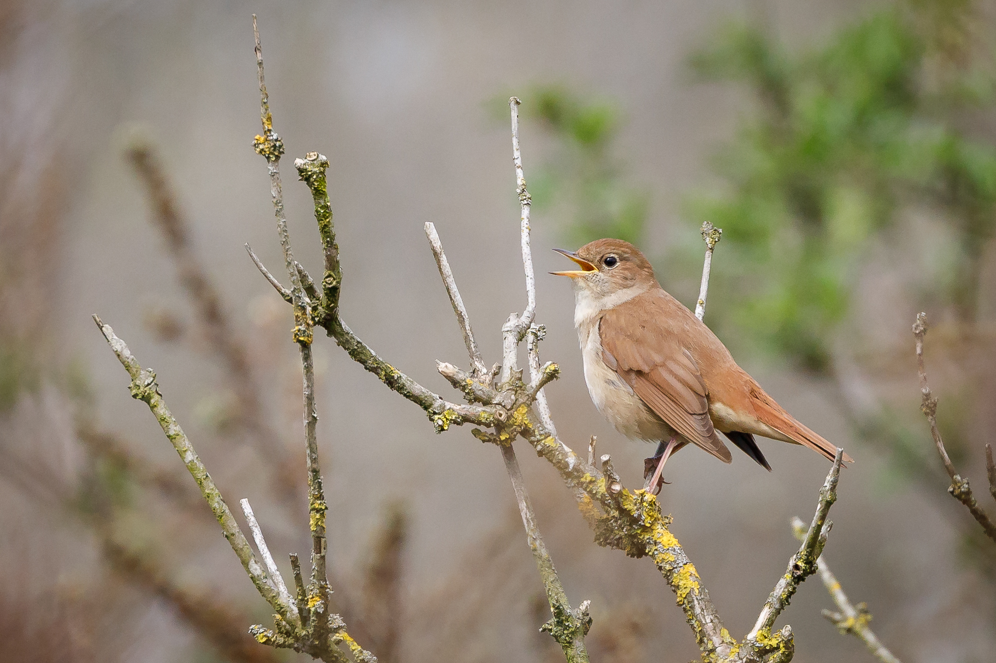 Naar de Nachtegalen in Berkheide