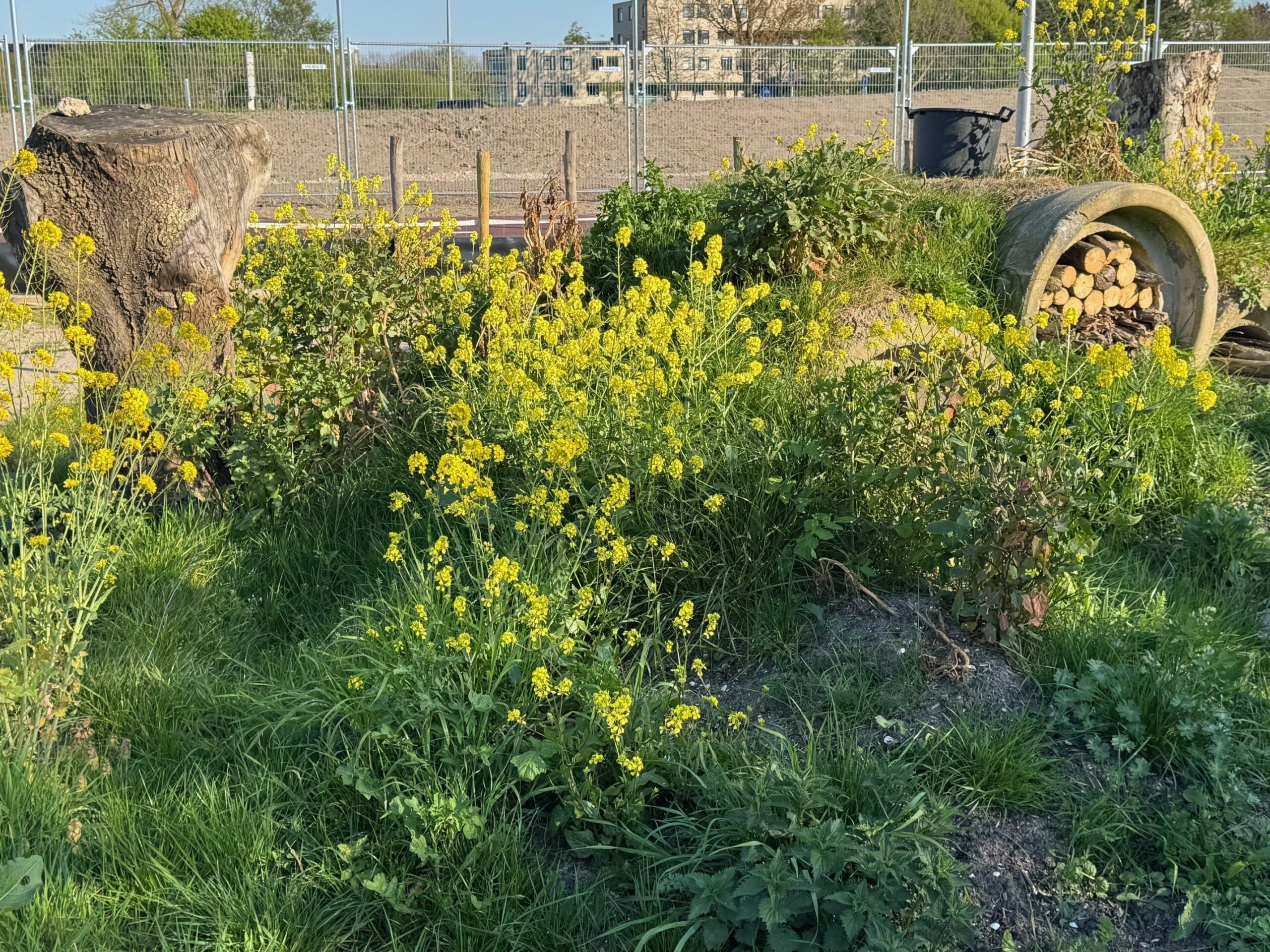 Zanderijtuinders 2.0 zetten vrijdag de bij centraal