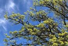 Vaccineren van Katwijkse bomen werpt vruchten af