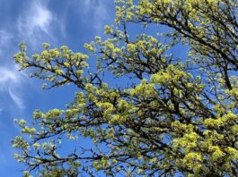 Vaccineren van Katwijkse bomen werpt vruchten af