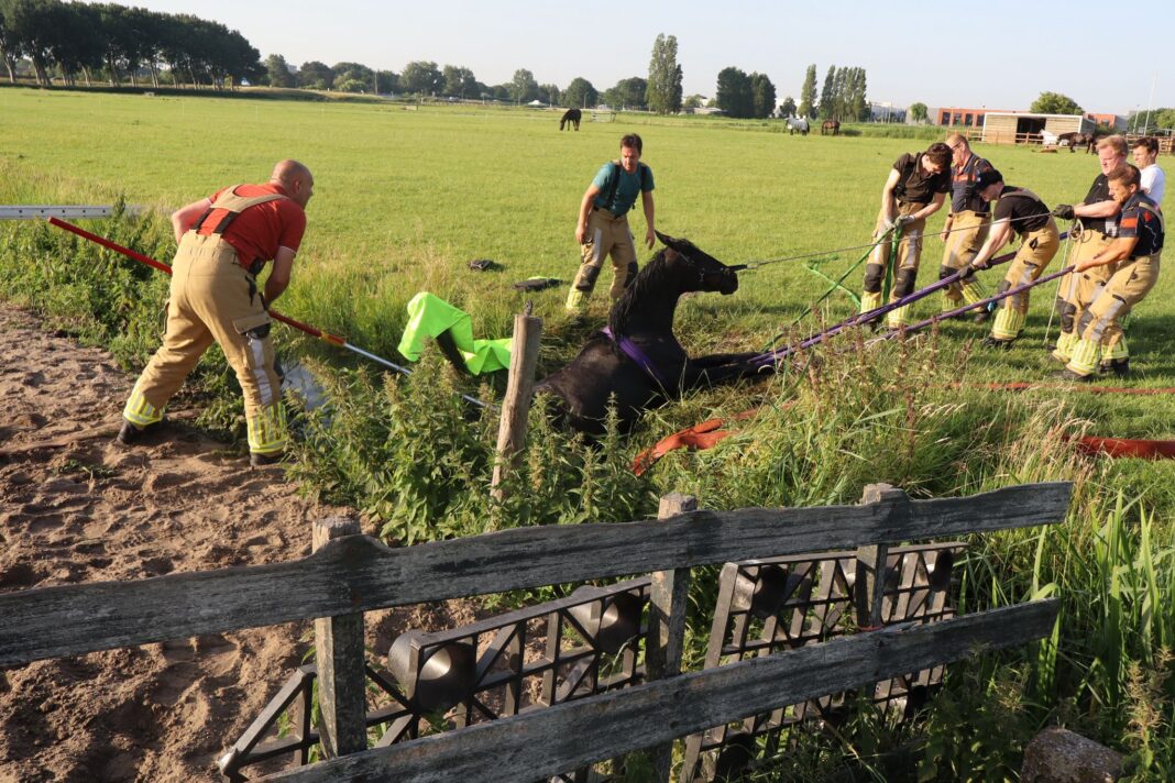 062426paardtewaterrijnsburg