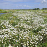 Natuur groeit op vliegkamp