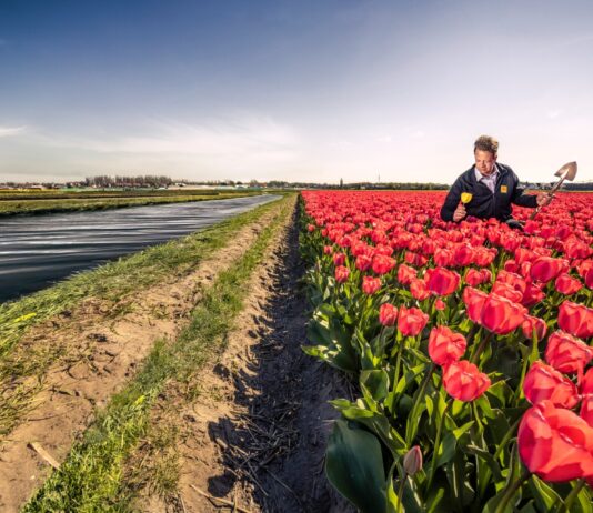 Voorkomen van dijkdoorbraken belangrijker dan bollenteelt en landbouw: waterschap waarschuwt voor gevolgen van droogte