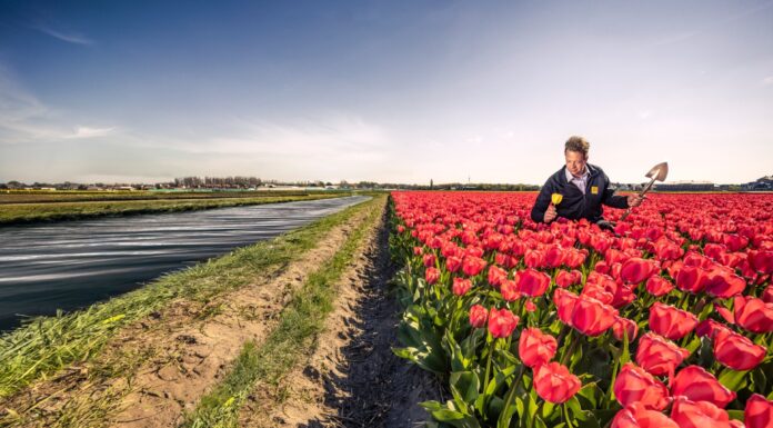 Voorkomen van dijkdoorbraken belangrijker dan bollenteelt en landbouw: waterschap waarschuwt voor gevolgen van droogte